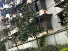 天星桥正街精装电梯大两房。住家安静,业主急售