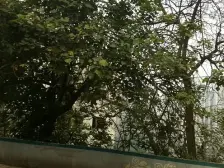 天星桥 柑子村一房36万