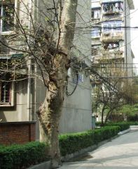 成勘院3室1厅东南