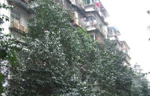 青华北二街6号 2室2厅 南