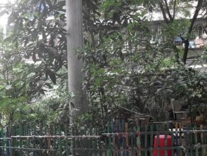 双顺路60号2室1厅南