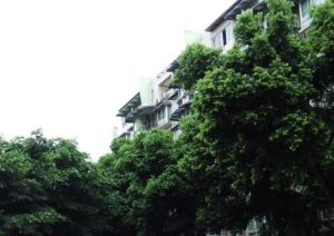 交大智能八期1室1厅东南
