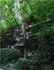 交桂巷8号院2室2厅南