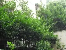 张杨路370弄 1室0厅 南