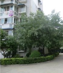 龙泉驿龙栖苑3室2厅西南