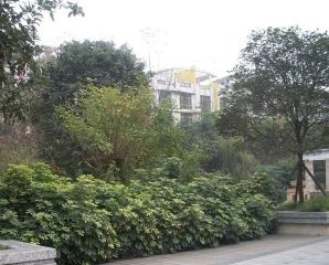 森宇音乐花园4室2厅西南