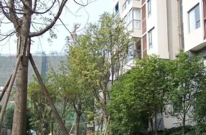 优地A区