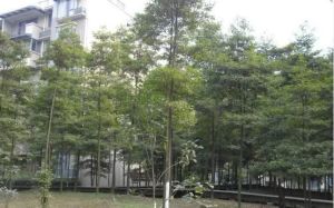 江安花园5室2厅东南南