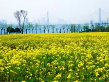 近巴滨路,小区环境好 空气清新 适合住家