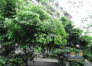 【黎明小区】| 成都市龙泉驿区柏合街道曲柏西路99号26栋1单元8层806号房屋