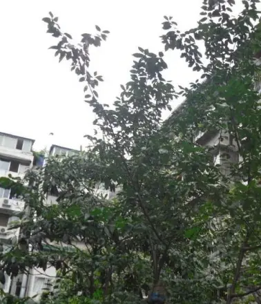 一环路西二段15号院