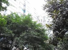 汇景樱桃季 1室1厅 东南