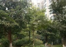 汇景樱桃季 2室1厅 东