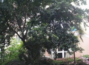 新华佳园2室2厅东