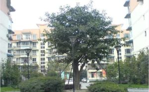丽景欣城二期4室2厅东南