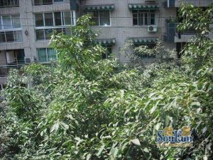 玉洁巷8号 2室1厅 南 北