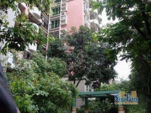 公交苑 3室1厅 东南