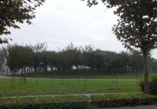 华侨城纯水岸二期 3室2厅 南