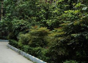 银沙横街15号 2室1厅 东南