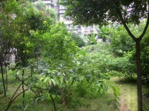 祥和苑2室1厅南
