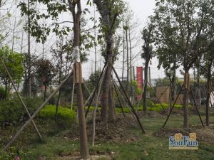 宝龙水岸金城 3室2厅 南