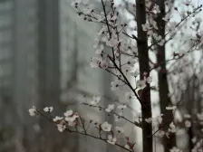 南滨路 诚投天邻水岸四房