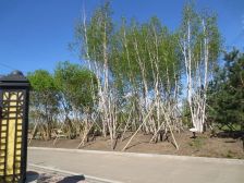 凤栖府 2室1厅 南 北