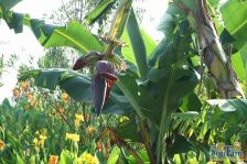 阳光城翡丽湾 精装修拎包入住 采光好 视野开阔