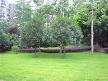 洲际银海湾 3室1厅 北