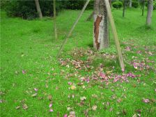 洲际银海湾 3室2厅 南