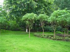 洲际银海湾 3室2厅 南