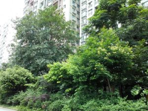 新和理想家1室1厅西北