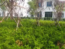 天越湾 大独栋 毛坯 大院子三面院子 带四个私家车位