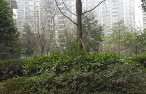 百仁安盛 3室2厅 东南