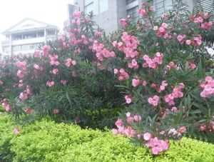 雕墅3室1厅东南