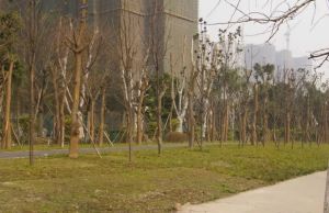 檀香花园 3室1厅 西北