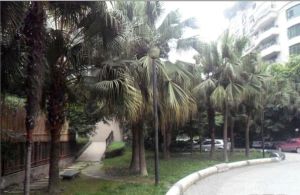 芳草地2室1厅南