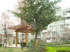 大庆蜀苑 2室1厅 东南