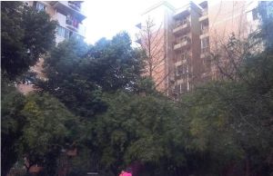 锦汇花园3室1厅东南