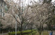 锦官丽城亲水湾 4室2厅 东