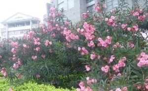 皇后国际2室1厅西北