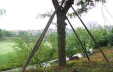 麓山国际长岛 5室2厅 东南 南