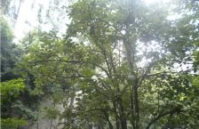 西区花园别墅绿之韵 3室2厅 东南