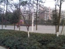 华逸花园(华逸路) 1室1厅 西南