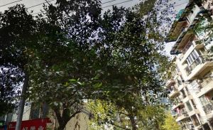 华鑫苑3室2厅东