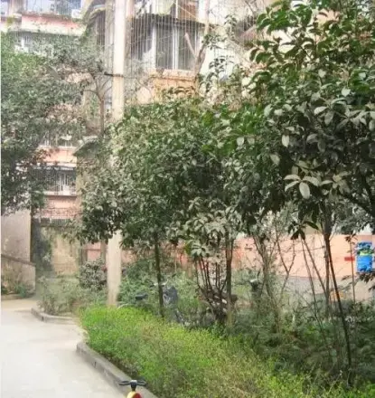 家和楼