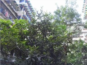 燃灯寺北街63号 3室1厅 东 西