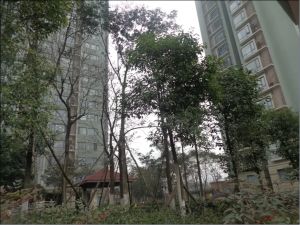 云水苑3室2厅东南