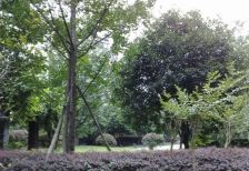 金沙芙蓉苑 3室2厅 西南 东北