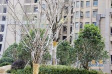 绿墅湾复试精装修好楼层全天采光拎包入住